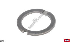 ÇANAK DİŞLİSİ GÖBEĞİ PULU