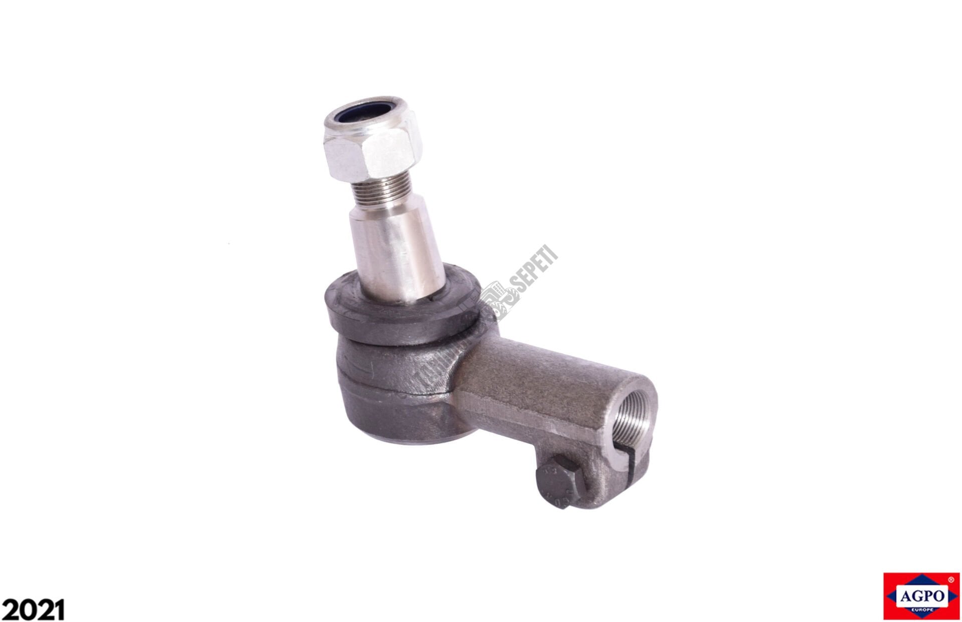 AŞIĞI KALIN DİŞİ ROD