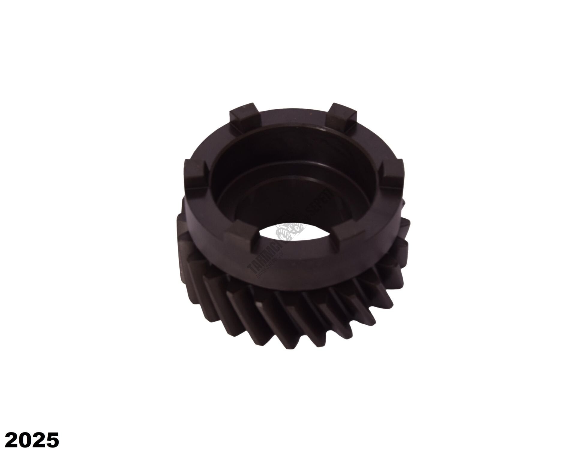 YAVRU ŞANZIMAN DİŞLİSİ