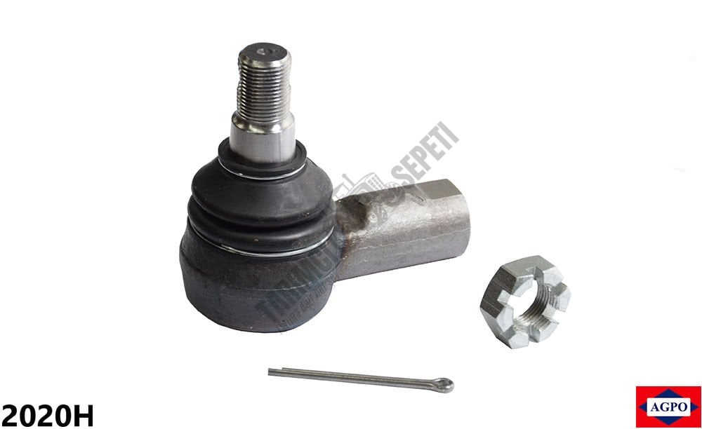 ROT BAŞI DİŞİ KISA KELEPÇESİZ